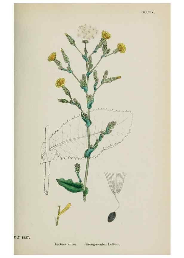 Reproducción/Reproduction 48717783196: English botany, or, Coloured figures of British plants /. London :R. Hardwicke,1863-1886.. 