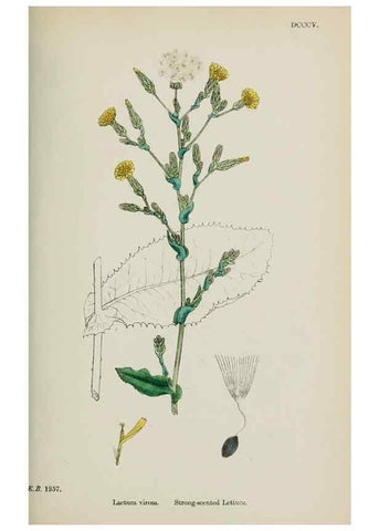 Reproducción/Reproduction 48717783196: English botany, or, Coloured figures of British plants /. London :R. Hardwicke,1863-1886.. 