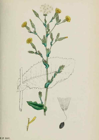 Reproducción/Reproduction 48717783196: English botany, or, Coloured figures of British plants /. London :R. Hardwicke,1863-1886.. 