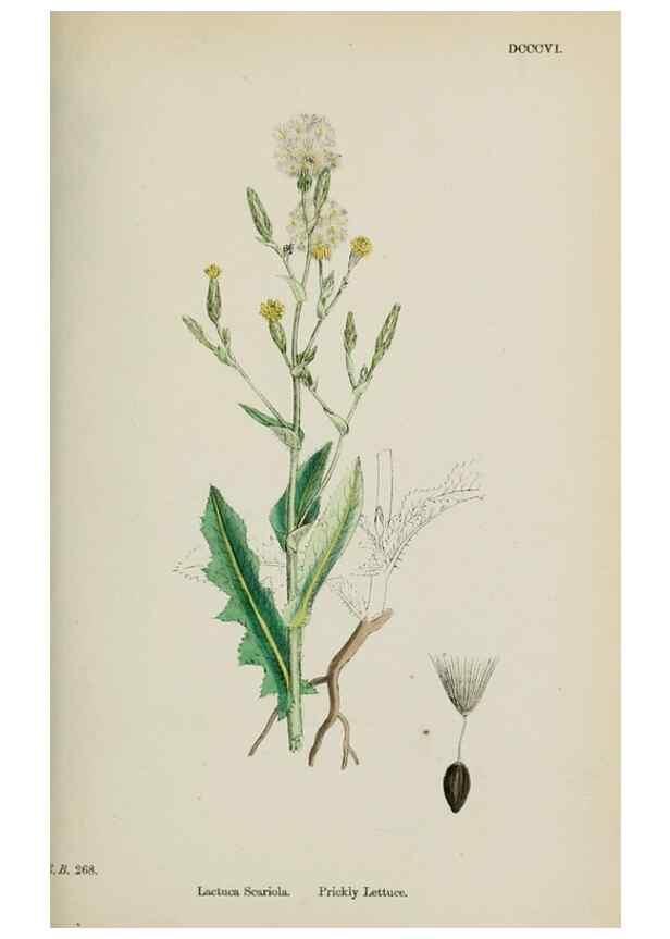 Reproducción/Reproduction 48717783616: English botany, or, Coloured figures of British plants /. London :R. Hardwicke,1863-1886.. 
