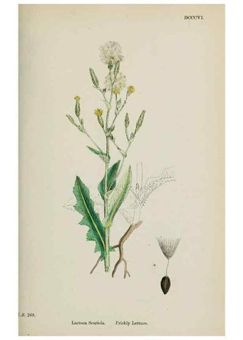 Reproducción/Reproduction 48717783616: English botany, or, Coloured figures of British plants /. London :R. Hardwicke,1863-1886.. 