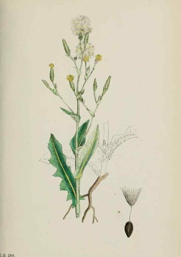 Reproducción/Reproduction 48717783616: English botany, or, Coloured figures of British plants /. London :R. Hardwicke,1863-1886.. 