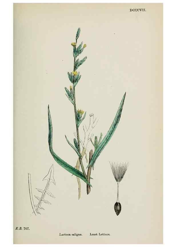 Reproducción/Reproduction 48717784061: English botany, or, Coloured figures of British plants /. London :R. Hardwicke,1863-1886.. 