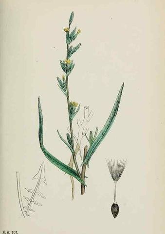 Reproducción/Reproduction 48717784061: English botany, or, Coloured figures of British plants /. London :R. Hardwicke,1863-1886.. 