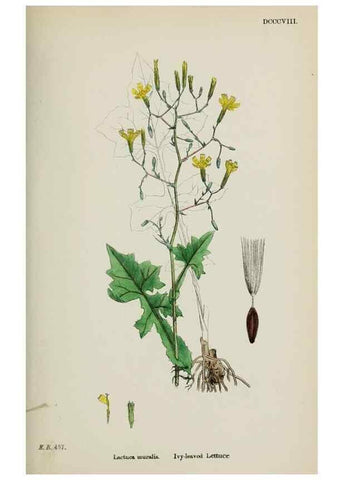 Reproducción/Reproduction 48717954587: English botany, or, Coloured figures of British plants /. London :R. Hardwicke,1863-1886.. 