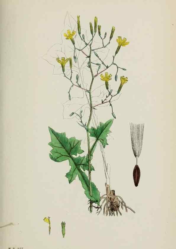 Reproducción/Reproduction 48717954587: English botany, or, Coloured figures of British plants /. London :R. Hardwicke,1863-1886.. 