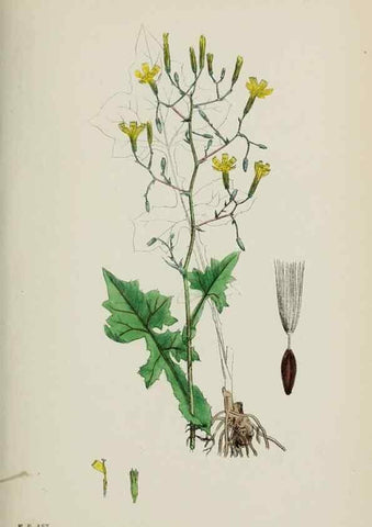 Reproducción/Reproduction 48717954587: English botany, or, Coloured figures of British plants /. London :R. Hardwicke,1863-1886.. 