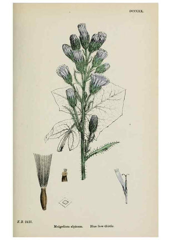 Reproducción/Reproduction 48717447768: English botany, or, Coloured figures of British plants /. London :R. Hardwicke,1863-1886.. 