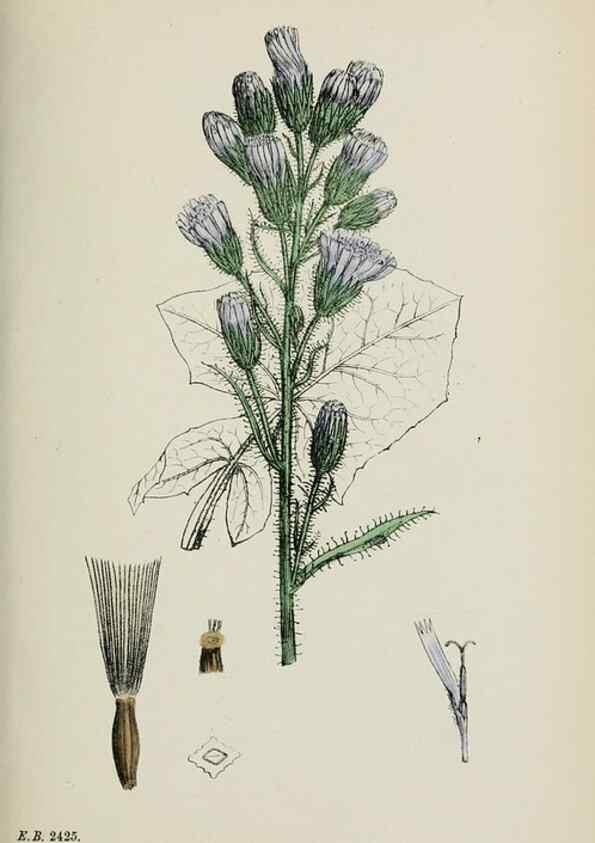 Reproducción/Reproduction 48717447768: English botany, or, Coloured figures of British plants /. London :R. Hardwicke,1863-1886.. 
