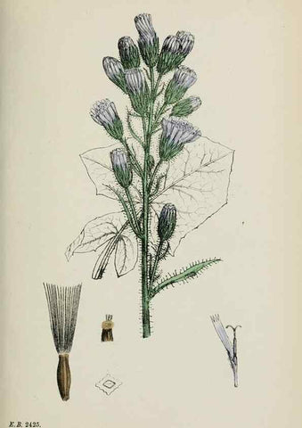 Reproducción/Reproduction 48717447768: English botany, or, Coloured figures of British plants /. London :R. Hardwicke,1863-1886.. 