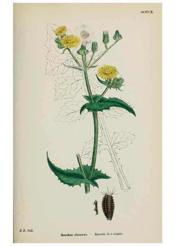 Reproducción/Reproduction 48717955137: English botany, or, Coloured figures of British plants /. London :R. Hardwicke,1863-1886.. 