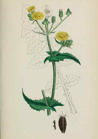 Reproducción/Reproduction 48717955137: English botany, or, Coloured figures of British plants /. London :R. Hardwicke,1863-1886.. 