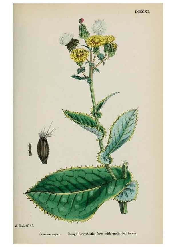 Reproducción/Reproduction 48717448458: English botany, or, Coloured figures of British plants /. London :R. Hardwicke,1863-1886.. 