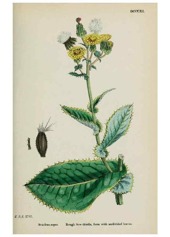 Reproducción/Reproduction 48717448458: English botany, or, Coloured figures of British plants /. London :R. Hardwicke,1863-1886.. 