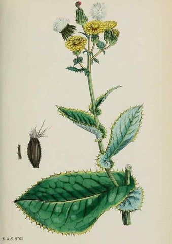Reproducción/Reproduction 48717448458: English botany, or, Coloured figures of British plants /. London :R. Hardwicke,1863-1886.. 