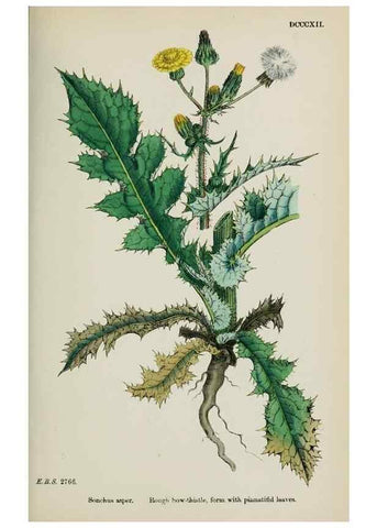 Reproducción/Reproduction 48717785566: English botany, or, Coloured figures of British plants /. London :R. Hardwicke,1863-1886.. 
