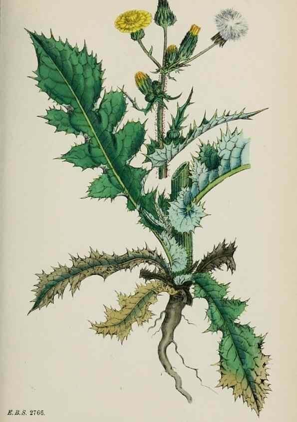 Reproducción/Reproduction 48717785566: English botany, or, Coloured figures of British plants /. London :R. Hardwicke,1863-1886.. 