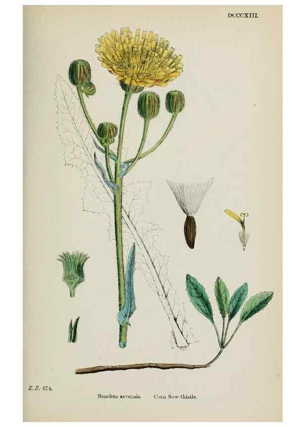Reproducción/Reproduction 48717449238: English botany, or, Coloured figures of British plants /. London :R. Hardwicke,1863-1886.. 