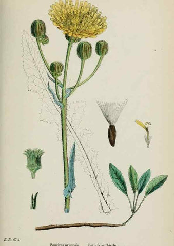 Reproducción/Reproduction 48717449238: English botany, or, Coloured figures of British plants /. London :R. Hardwicke,1863-1886.. 