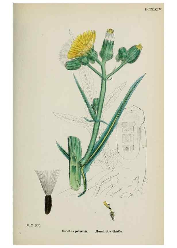 Reproducción/Reproduction 48717449563: English botany, or, Coloured figures of British plants /. London :R. Hardwicke,1863-1886.. 