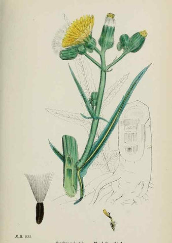 Reproducción/Reproduction 48717449563: English botany, or, Coloured figures of British plants /. London :R. Hardwicke,1863-1886.. 