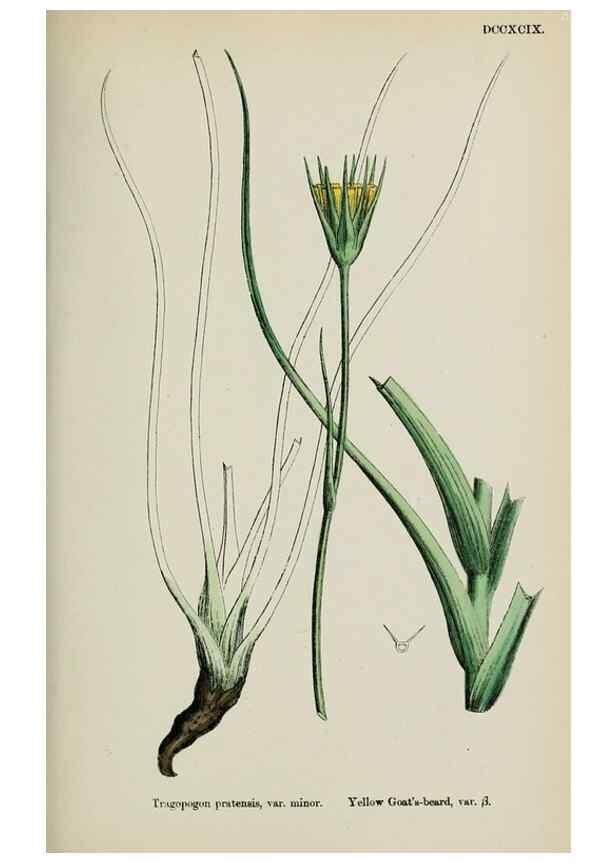 Reproducción/Reproduction 48717951617: English botany, or, Coloured figures of British plants /. London :R. Hardwicke,1863-1886.. 