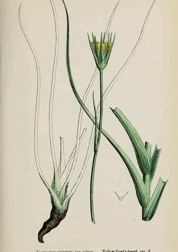 Reproducción/Reproduction 48717951617: English botany, or, Coloured figures of British plants /. London :R. Hardwicke,1863-1886.. 