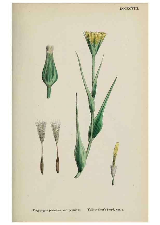 Reproducción/Reproduction 48717951252: English botany, or, Coloured figures of British plants /. London :R. Hardwicke,1863-1886.. 