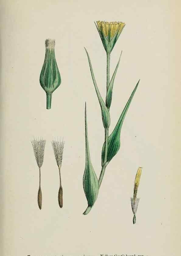 Reproducción/Reproduction 48717951252: English botany, or, Coloured figures of British plants /. London :R. Hardwicke,1863-1886.. 