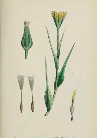 Reproducción/Reproduction 48717951252: English botany, or, Coloured figures of British plants /. London :R. Hardwicke,1863-1886.. 
