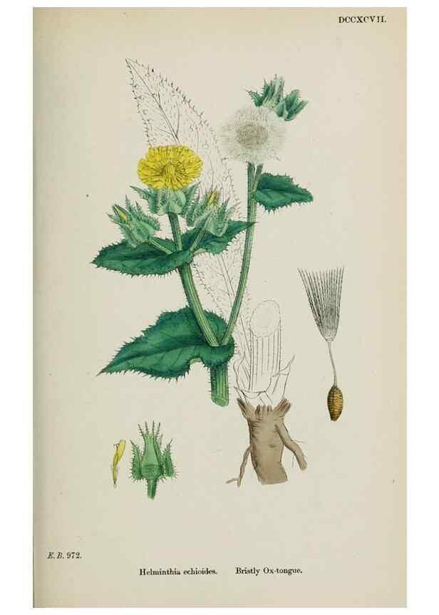 Reproducción/Reproduction 48717780171: English botany, or, Coloured figures of British plants /. London :R. Hardwicke,1863-1886.. 