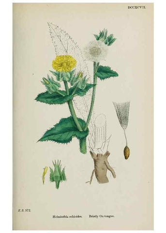 Reproducción/Reproduction 48717780171: English botany, or, Coloured figures of British plants /. London :R. Hardwicke,1863-1886.. 