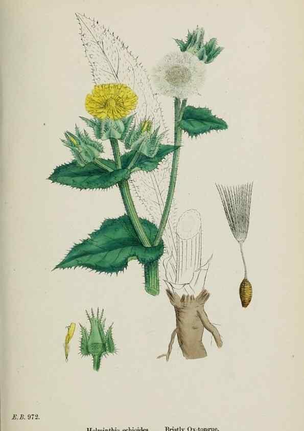 Reproducción/Reproduction 48717780171: English botany, or, Coloured figures of British plants /. London :R. Hardwicke,1863-1886.. 