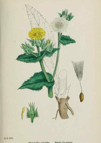 Reproducción/Reproduction 48717780171: English botany, or, Coloured figures of British plants /. London :R. Hardwicke,1863-1886.. 