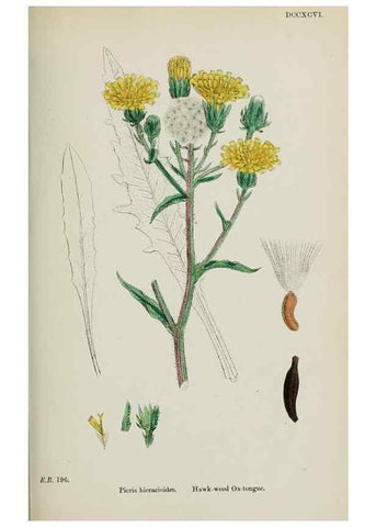 Reproducción/Reproduction 48717950607: English botany, or, Coloured figures of British plants /. London :R. Hardwicke,1863-1886.. 