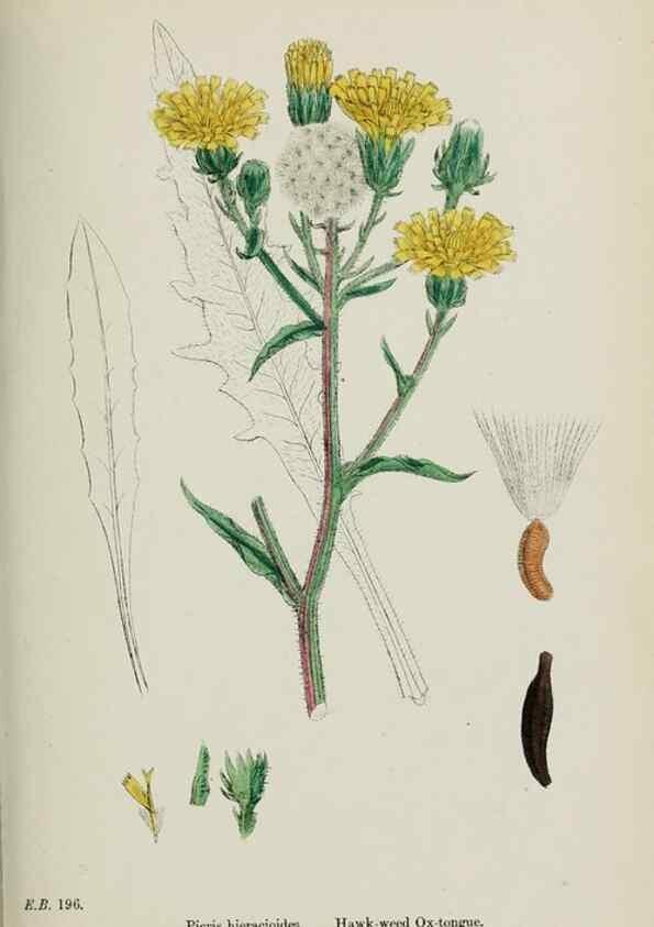 Reproducción/Reproduction 48717950607: English botany, or, Coloured figures of British plants /. London :R. Hardwicke,1863-1886.. 