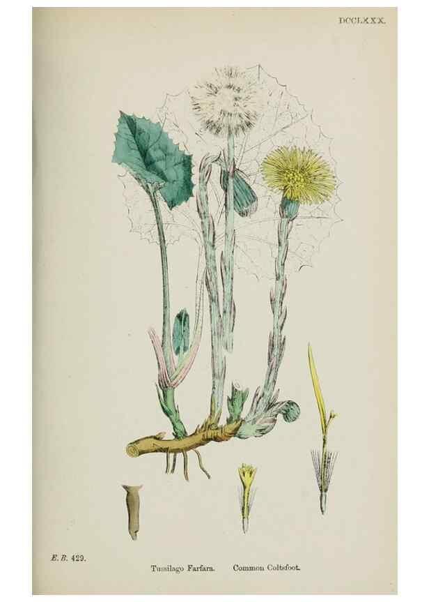 Reproducción/Reproduction 48717774976: English botany, or, Coloured figures of British plants /. London :R. Hardwicke,1863-1886.. 