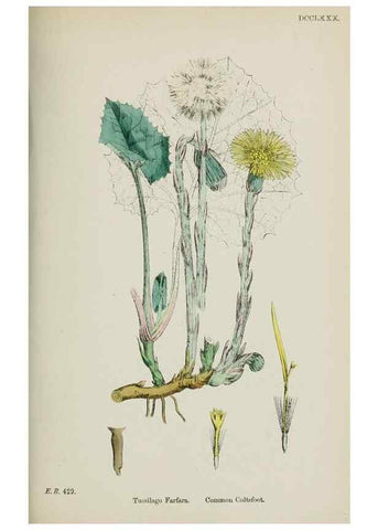 Reproducción/Reproduction 48717774976: English botany, or, Coloured figures of British plants /. London :R. Hardwicke,1863-1886.. 
