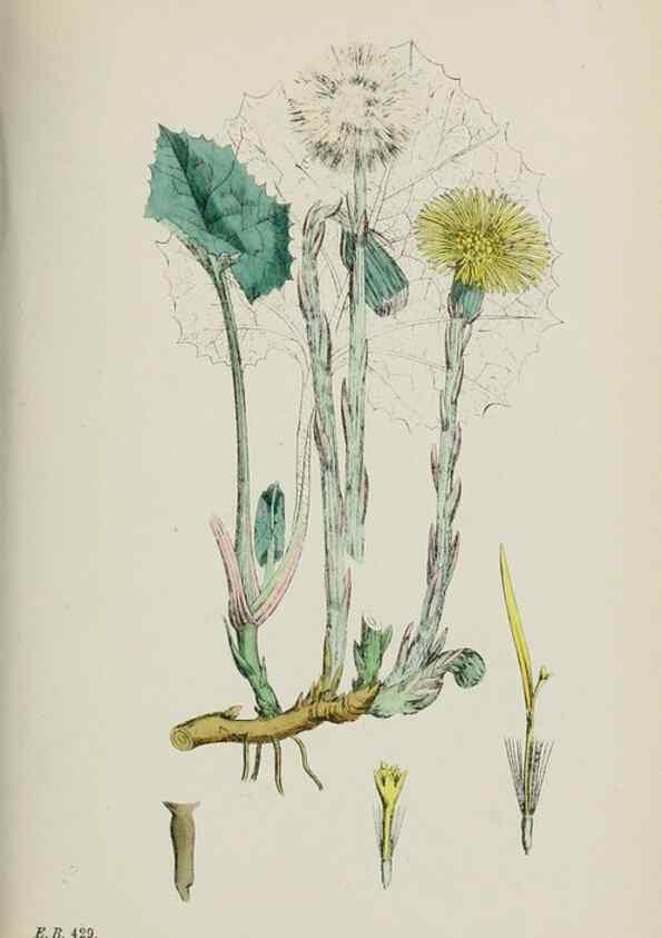 Reproducción/Reproduction 48717774976: English botany, or, Coloured figures of British plants /. London :R. Hardwicke,1863-1886.. 