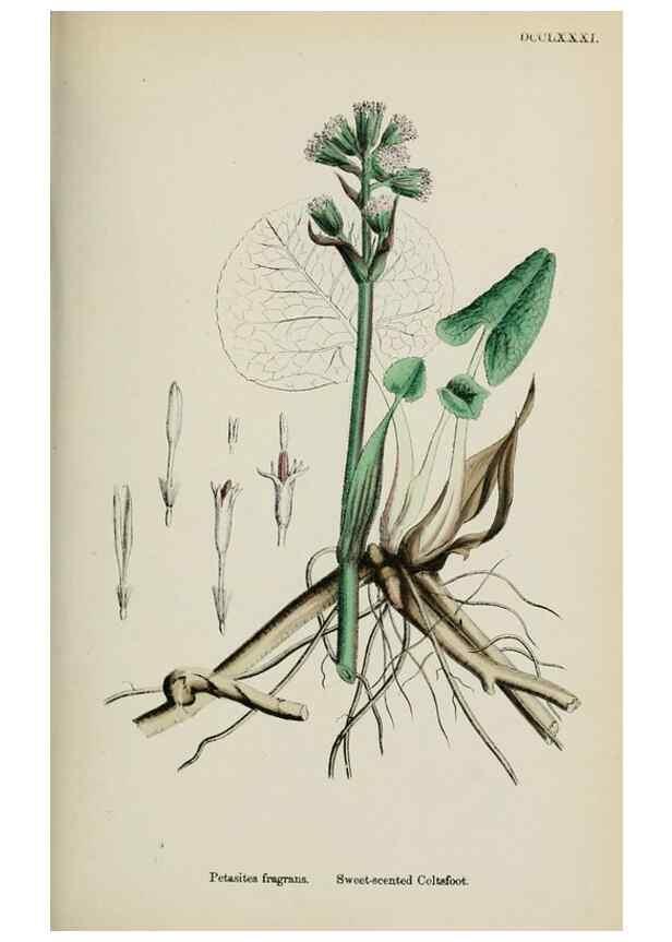 Reproducción/Reproduction 48717775381: English botany, or, Coloured figures of British plants /. London :R. Hardwicke,1863-1886.. 