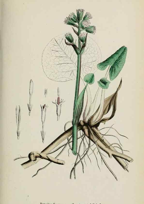 Reproducción/Reproduction 48717775381: English botany, or, Coloured figures of British plants /. London :R. Hardwicke,1863-1886.. 