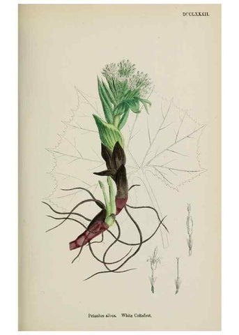 Reproducción/Reproduction 48717775656: English botany, or, Coloured figures of British plants /. London :R. Hardwicke,1863-1886.. 