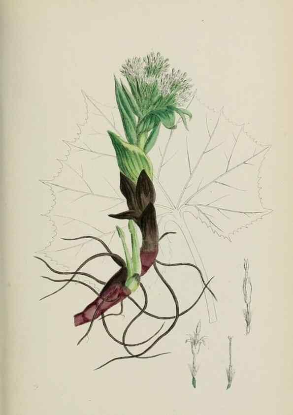Reproducción/Reproduction 48717775656: English botany, or, Coloured figures of British plants /. London :R. Hardwicke,1863-1886.. 