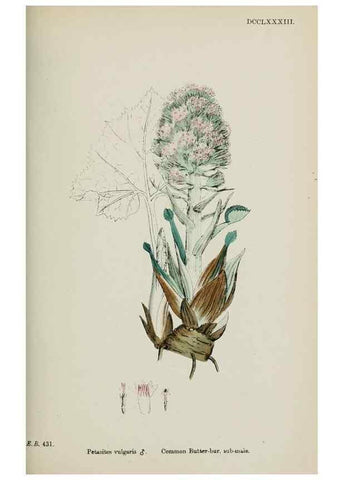 Reproducción/Reproduction 48717775921: English botany, or, Coloured figures of British plants /. London :R. Hardwicke,1863-1886.. 