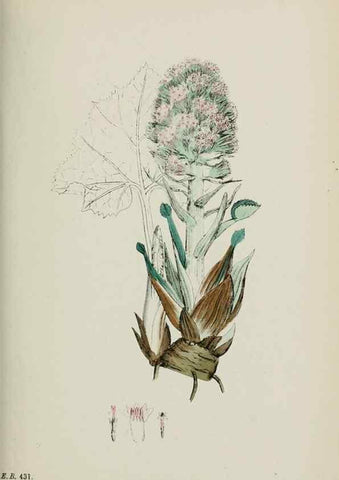 Reproducción/Reproduction 48717775921: English botany, or, Coloured figures of British plants /. London :R. Hardwicke,1863-1886.. 