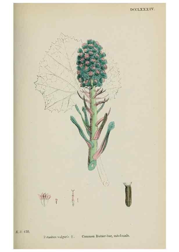 Reproducción/Reproduction 48717439623: English botany, or, Coloured figures of British plants /. London :R. Hardwicke,1863-1886.. 