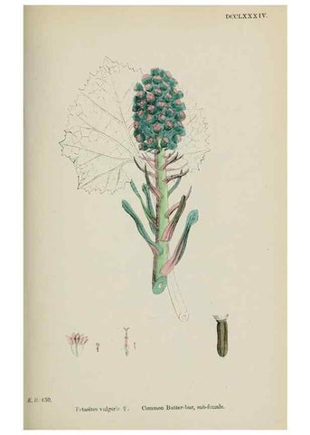 Reproducción/Reproduction 48717439623: English botany, or, Coloured figures of British plants /. London :R. Hardwicke,1863-1886.. 