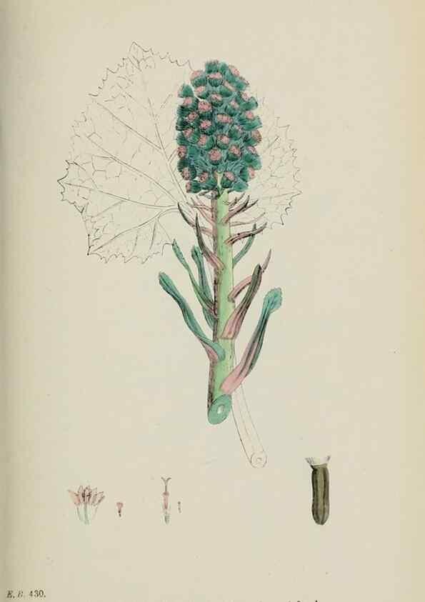 Reproducción/Reproduction 48717439623: English botany, or, Coloured figures of British plants /. London :R. Hardwicke,1863-1886.. 
