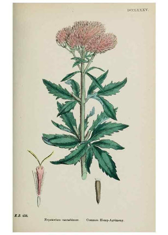 Reproducción/Reproduction 48717439943: English botany, or, Coloured figures of British plants /. London :R. Hardwicke,1863-1886.. 