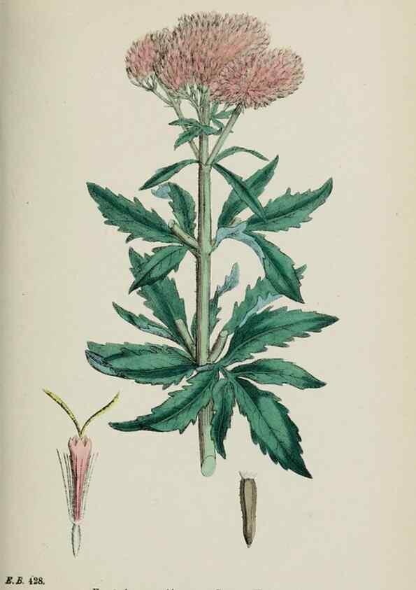 Reproducción/Reproduction 48717439943: English botany, or, Coloured figures of British plants /. London :R. Hardwicke,1863-1886.. 